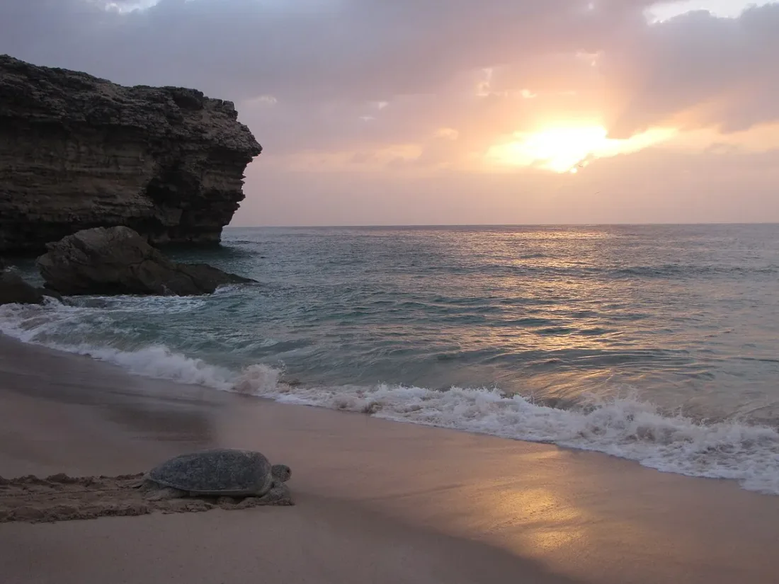 Tartaruga verde sulla sabbia di Ras al-Jinz davanti al mare illuminato dall'alba.