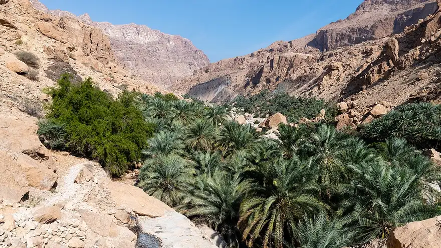 Palme verdi tra le pareti rocciose del canyon di Wadi Tiwi.