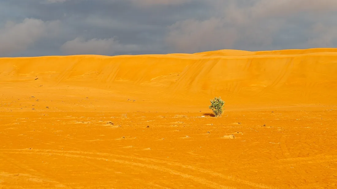 Dune dorate delle Wahiba Sands con un piccolo arbusto sotto un cielo nuvoloso.
